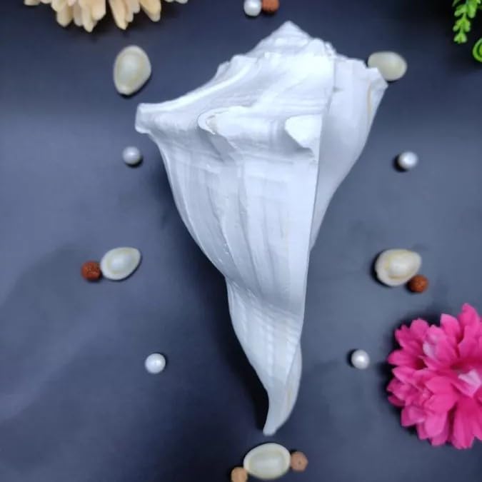 Dakshinavarti Lakshmi Shankh | Original Auspicious Shankh of Goddess Lakshmi