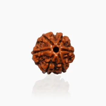 6 Mukhi Nepali Siddh Rudraksha | Kartikeya Rudraksha for Willpower, Focus & Grounding