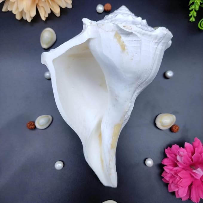 Dakshinavarti Lakshmi Shankh | Original Auspicious Shankh of Goddess Lakshmi