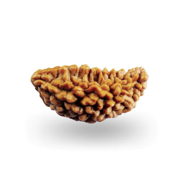 1 Mukhi Siddh Rudraksha | Rare Shiva Rudraksha for Enlightenment, Focus & Liberation