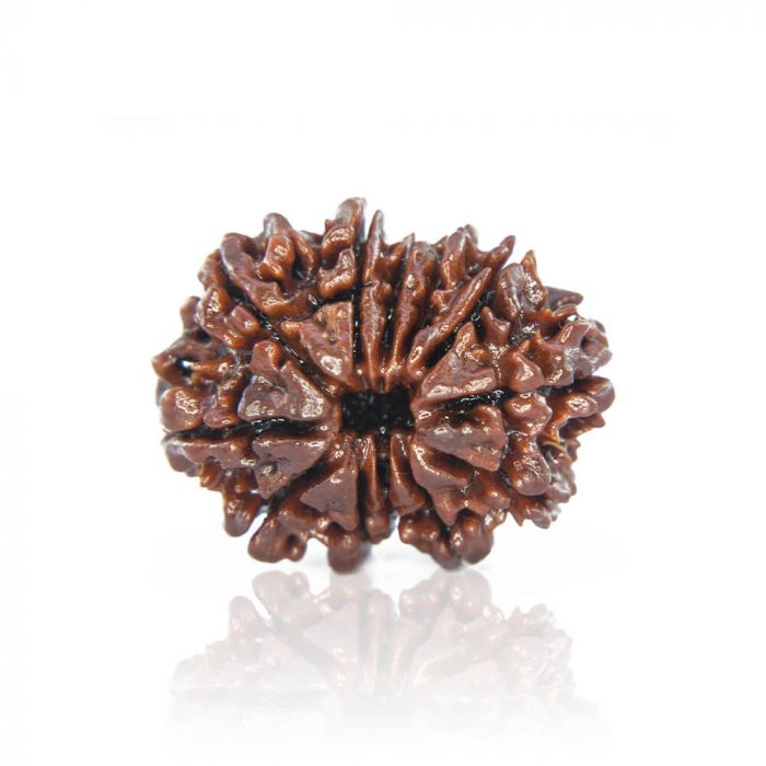 12 Mukhi Nepali Siddh Rudraksha | Rare Surya Rudraksha for Power, Health & Confidence
