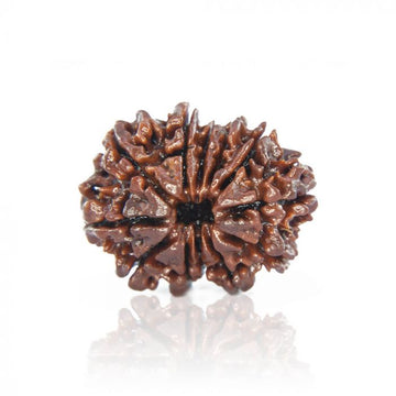 12 Mukhi Nepali Siddh Rudraksha | Rare Surya Rudraksha for Power, Health & Confidence