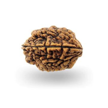 2 Mukhi Nepali Siddh Rudraksha | Ardhanarishvara Rudraksha for Harmony & Emotional Balance
