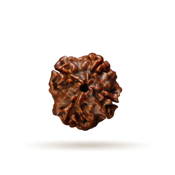 4 Mukhi Nepali Siddh Rudraksha | Brahma Rudraksha for Knowledge & Communication