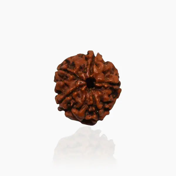 5 Mukhi Nepali Siddh Rudraksha | Kalagni Rudra Bead for Peace, Intellect & Awareness