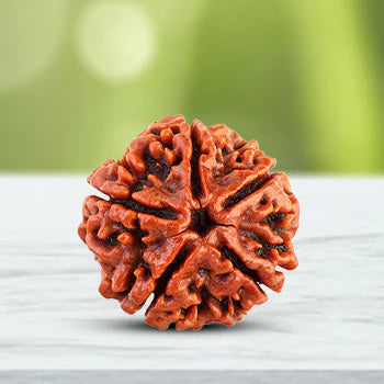 5 Mukhi Nepali Siddh Rudraksha | Kalagni Rudra Bead for Peace, Intellect & Awareness
