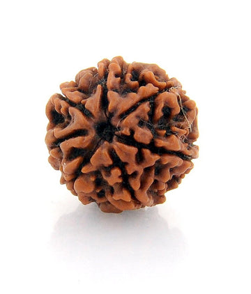 7 Mukhi Nepali Siddh Rudraksha | Rare Lakshmi Rudraksha for Wealth, Prosperity & Spiritual Growth