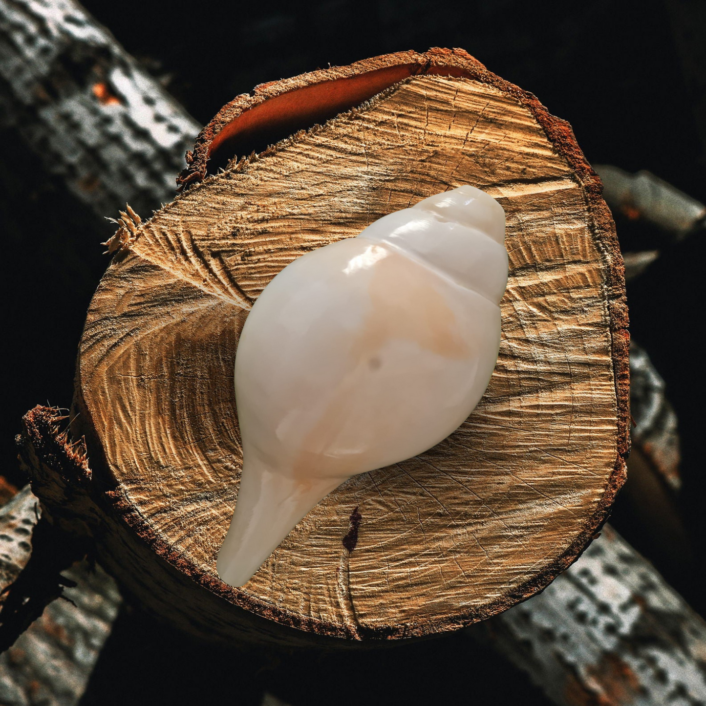 Natural White Puja Blowing Shankh | Loud Sound Conch Shell (4–10 Inch)