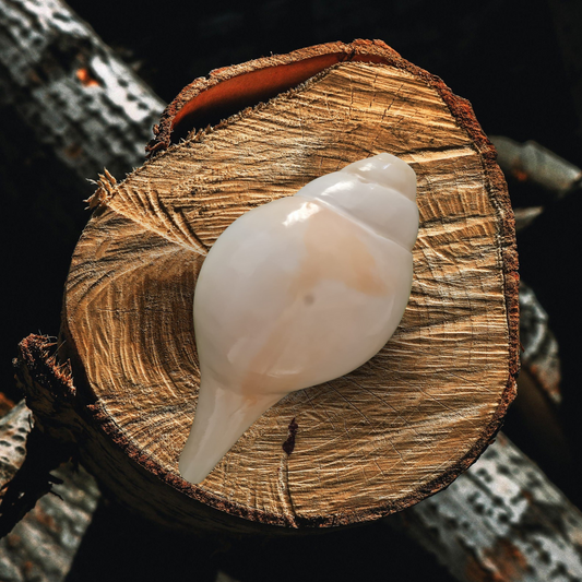 Natural White Puja Blowing Shankh | Loud Sound Conch Shell (4–10 Inch)