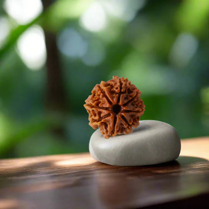 8 Mukhi Nepali Siddh Rudraksha | Rare Ganesh Rudraksha for Wisdom & Obstacle Removal