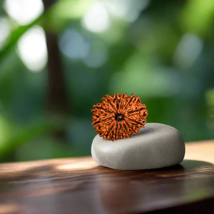 13 Mukhi Nepali Siddh Rudraksha | Rare Kamdev Rudraksha for Attraction & Desire Fulfillment