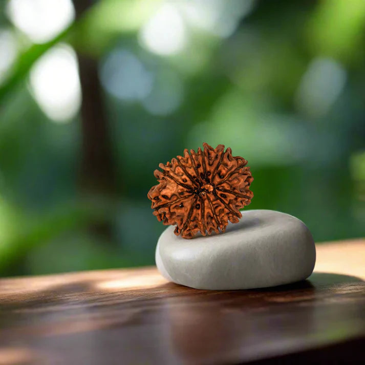 12 Mukhi Nepali Siddh Rudraksha | Rare Surya Rudraksha for Power, Health & Confidence