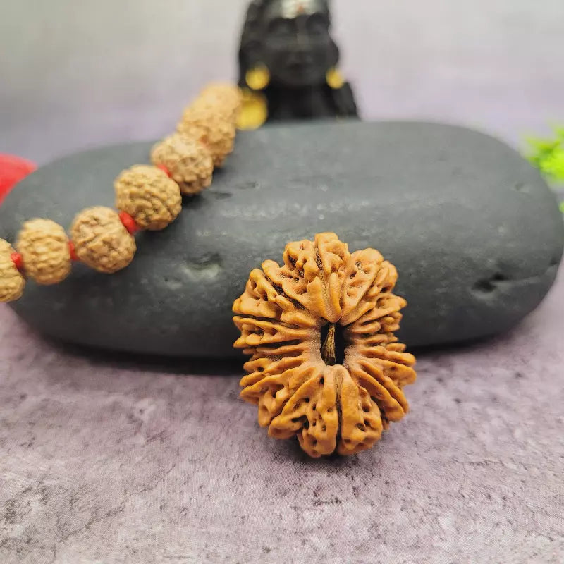 14 Mukhi Nepali Siddh Rudraksha | Rare Hanuman Rudraksha for Protection & Spiritual Growth