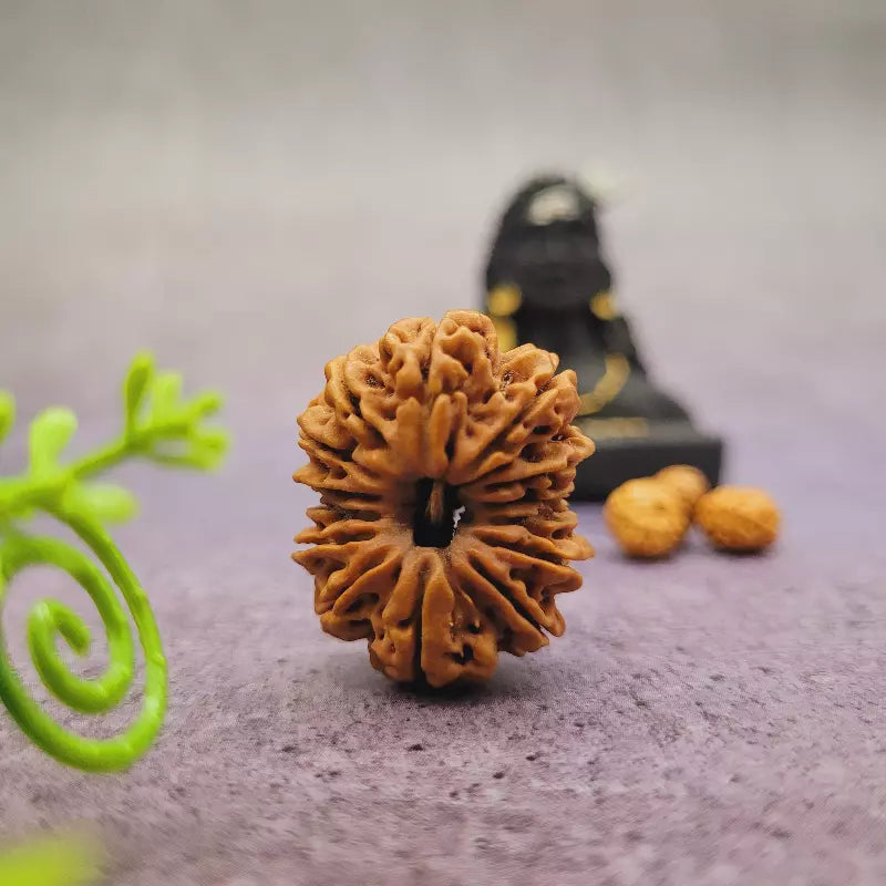 14 Mukhi Nepali Siddh Rudraksha | Rare Hanuman Rudraksha for Protection & Spiritual Growth