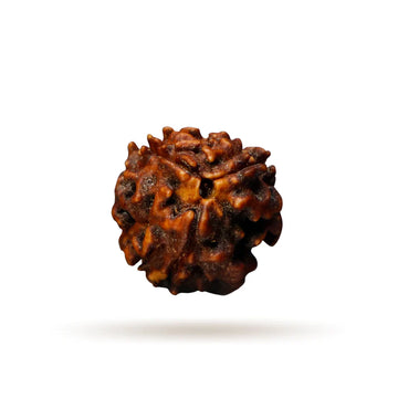 3 Mukhi Nepali Siddh Rudraksha | Agni Rudraksha for Karma Cleansing & Stress Relief