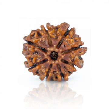 8 Mukhi Nepali Siddh Rudraksha | Rare Ganesh Rudraksha for Wisdom & Obstacle Removal