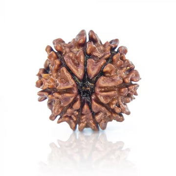 9 Mukhi Nepali Siddh Rudraksha | Rare Nav Durga Rudraksha for Power & Spiritual Awakening