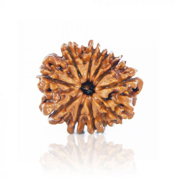 10 Mukhi Nepali Siddh Rudraksha | Rare Krishna Rudraksha for Peace, Protection & Planetary Balance