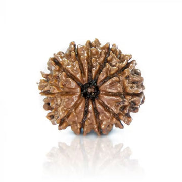 11 Mukhi Nepali Siddh Rudraksha | Rare Rudra Bead for Wisdom, Meditation & Protection