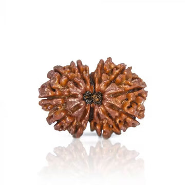 13 Mukhi Nepali Siddh Rudraksha | Rare Kamdev Rudraksha for Attraction & Desire Fulfillment