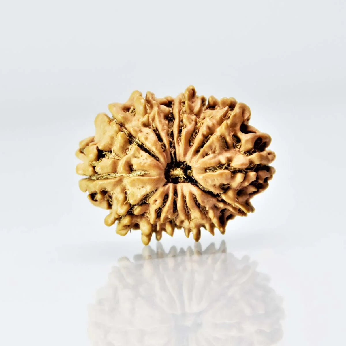 14 Mukhi Nepali Siddh Rudraksha | Rare Hanuman Rudraksha for Protection & Spiritual Growth